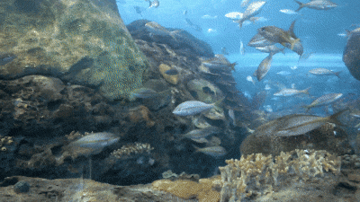 Aquarium de requins au Ripley's Aquarium of Canada