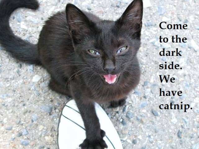 chat noir.