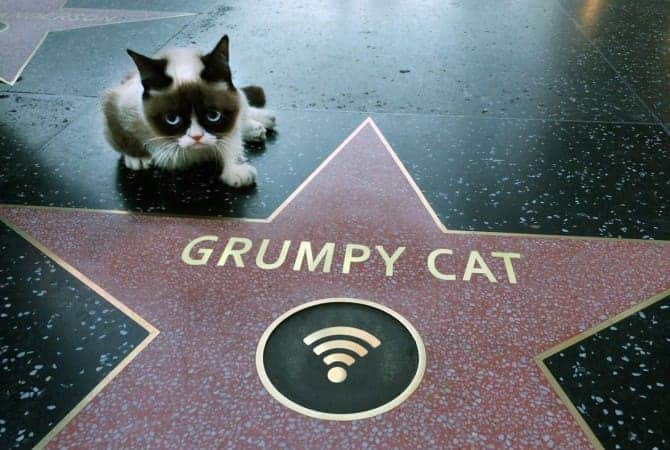 Grumpy Cat avec son étoile sur Hollywood Walk of Fame