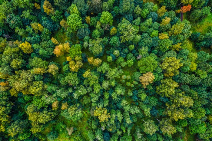 La vue aérienne d'une forêt semble assez étrange.